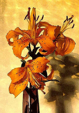 Lilium Philadelphicum or Tiger Lily